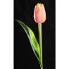 Paramit - Tulipán světle broskvový 40 cm