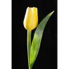 Paramit - Tulipán světle žlutý