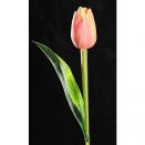 Paramit - Tulipán světle broskvový 40 cm
