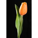 Paramit - Tulipán světle oranžový 40 cm