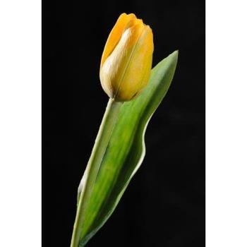 Paramit - Tulipán žlutý 40 cm